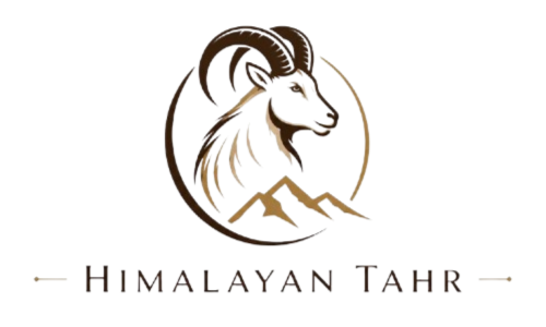 Himalayan Tahr
